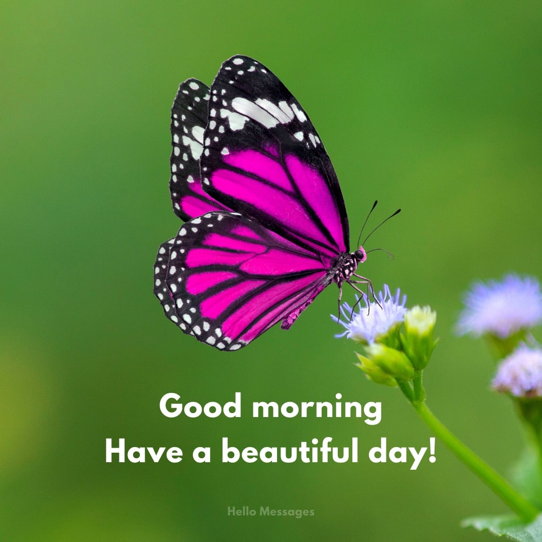 Good morning. Have a beautiful...